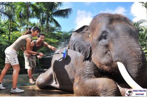 PHUKET FİL SAFARİSİ TURU